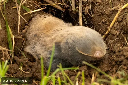 Formerly part of Spalax leucodon or  Nannospalax leucodon, Lesser Blind Mole-rat.