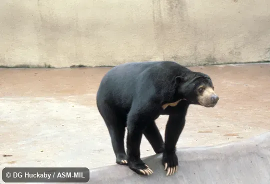 Oblique view.  Also as Malayan Sun Bear|Dog Bear|Honey Bear.