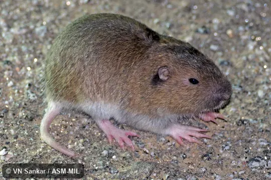 Megascapheus bottae bottae.  Formerly Thomomys bottae.  Also as Valley Pocket Gopher.
