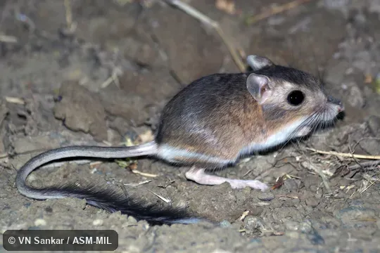 Dipodomys californicus californicus.