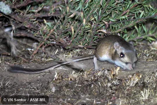 Also as Bonsall Relict Kangaroo Rat.