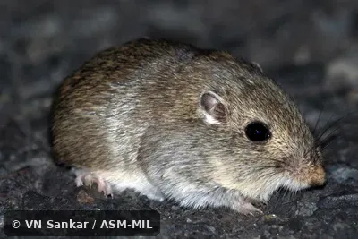 Perognathus parvus columbianus.  Formerly Great Basin Pocket Mouse.