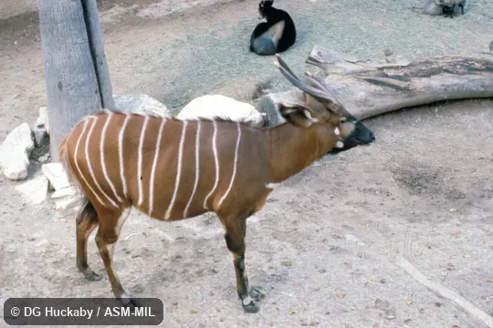 Side view of subadult.  Tragelaphus eurycerus isaaci.  Also as Eastern Bongo|Mountain Bongo.