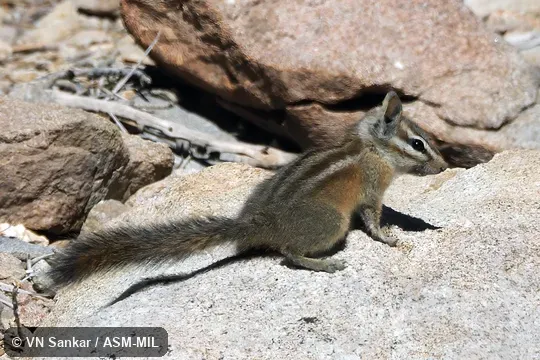 Neotamias obscurus davisi.  Formerly Tamias obscurus davisi.  Identified by call.