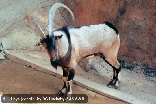 Oblique view of adult male; probably feral domestic goat.