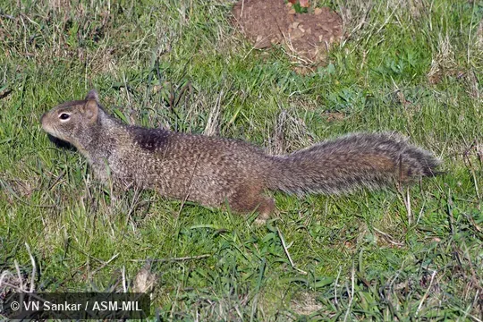 Formerly Otospermophilus beecheyi douglasii, California Ground Squirrel.