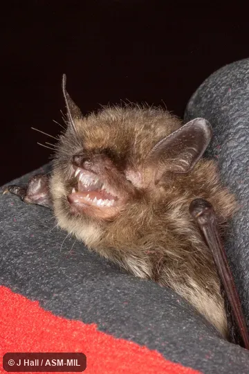 Myotis alcathoe alcathoe.  Also as Alcathoe Bat · Alcathoe Myotis · Alcathoe Whiskered Bat.