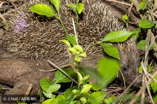 Also as Chinese Hedgehog · Manchurian Hedgehog.  Formerly Erinaceomorpha.