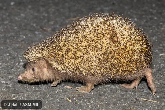 Formerly Erinaceomorpha.