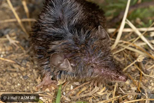 Formerly part of Crocidura suaveolens, Lesser White-toothed Shrew and as Crocidura gueldenstaedtii iculisma, Güldenstädt's White-toothed Shrew.  Also as Southwest European White-toothed Shrew.  Formerly Soricomorpha.