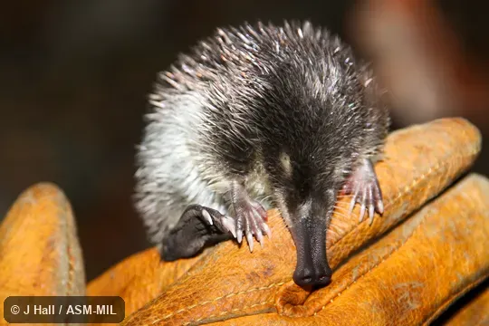 Also as Iberian Desman.  Formerly Soricomorpha.