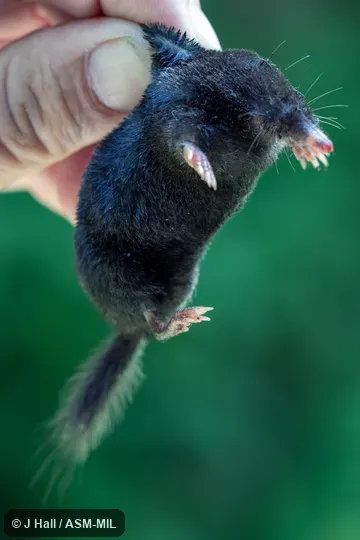 Urotrichus talpoides talpoides.  Also as Greater Japanese Shrew Mole.  Formerly Soricomorpha.