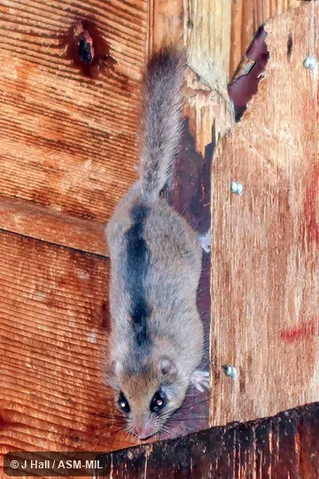 Also as Mountain Rat · Yamane.