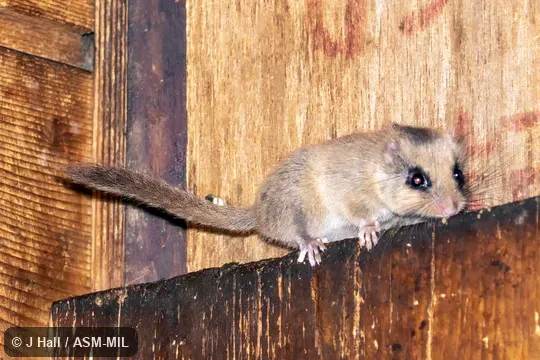 Also as Mountain Rat · Yamane.