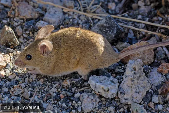 Also as Algerian Mouse · Grassland Mouse. Also as Algerian Mouse · Grassland Mouse.