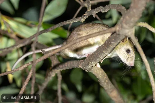 Formerly part of Niviventer tenaster, Indochinese Mountain White-bellied Rat.  Also as Hainan Niviventer.