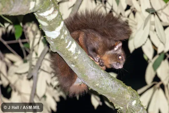 Petaurista leucogenys leucogenys.