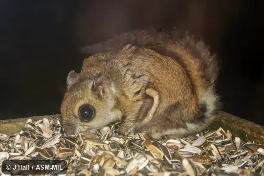Also as Small Japanese Flying Squirrel. Also as Small Japanese Flying Squirrel.