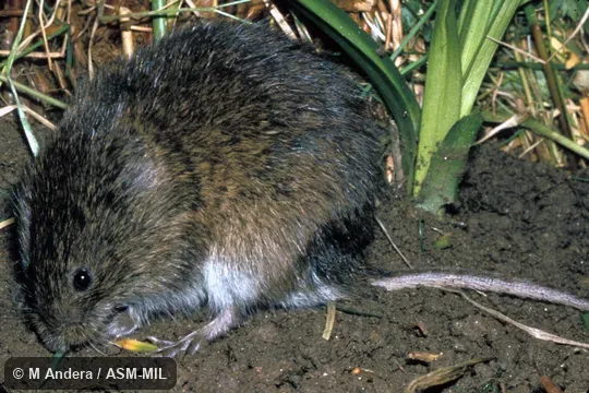 Oblique view.  Formerly Microtus oeconomus.  Also as Tundra Vole.