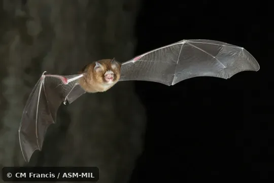 Also as Stoliczka's Asian Trident Bat.