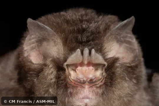 Also as Stoliczka's Asian Trident Bat.