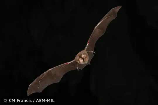 Also as Stoliczka's Asian Trident Bat.