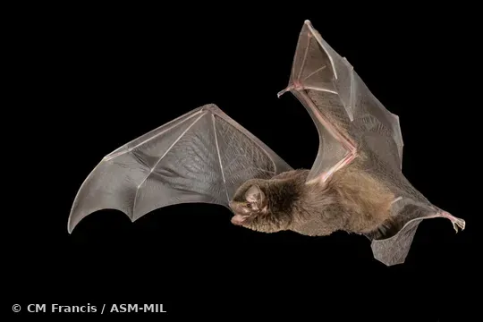 Also as Large Bent-winged Bat, Western Bent-winged Bat, Western Long-fingered Bat.  Formerly in Vespertilionidae.