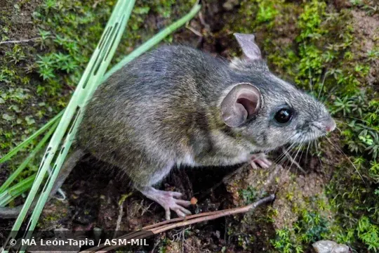 Peromyscus gratus zapotecae.