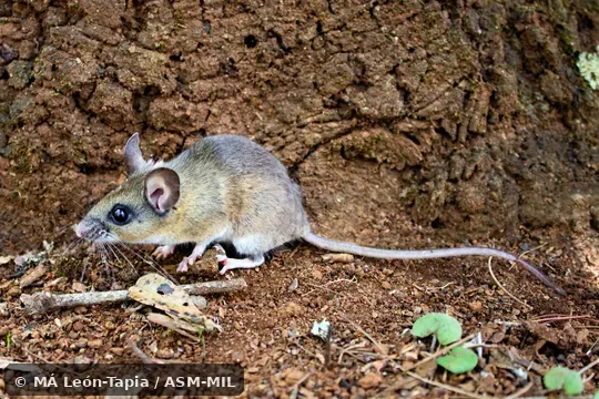 CNMA-UNAM 50311.  Peromyscus levipes levipes.  Also as Nimble-footed Mouse.