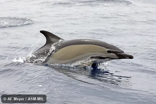Delphinis delphis delphis.  Formerly in order Cetacea.  Also as Atlantic Dolphin, Common Dolphin, Criss-cross Dolphin, Pacific Dolphin, Saddle-backed Dolphin, Short-beaked Saddleback Dolphin, White-bellied Porpoise.