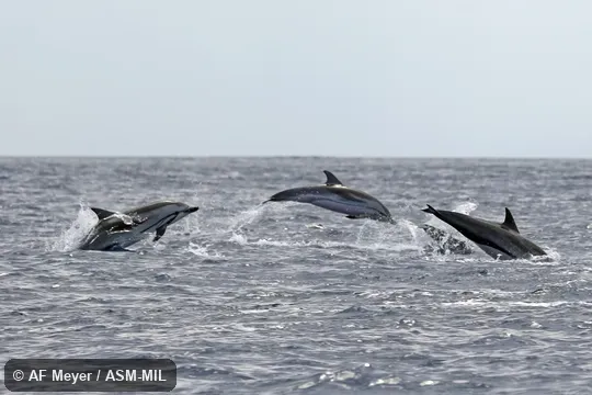 Formerly in order Cetacea.  Also as Blue-white Dolphin, Euphrosyne Dolphin, Gray's Dolphin, Meyen's Dolphin, Streaker Porpoise, Whitebelly.