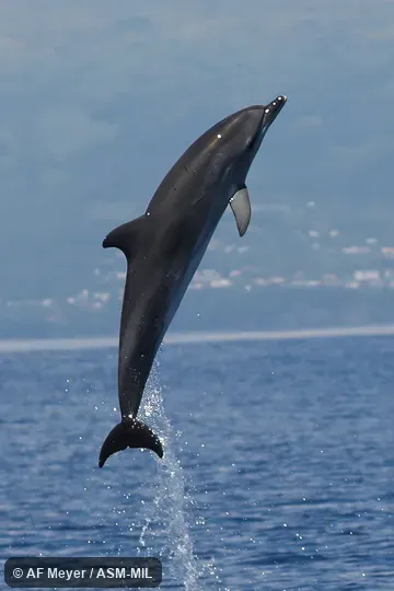 Formerly in order Cetacea.  Also as Bridled Dolphin, Cuvier's Porpoise, Spotted Porpoise.