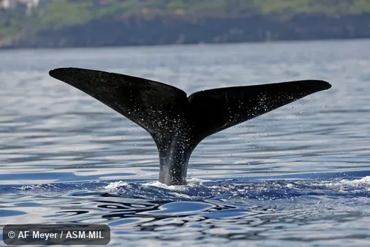 Formerly in order Cetacea.  Formerly as Physeter catodon.  Also as Cachalot, Pot Whale, Spermacet Whale.