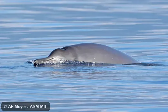 Formerly in order Cetacea.  Also as North Atlantic Beaked Whale · North Sea Beaked Whale.