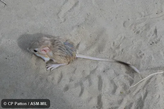 Dipodomys deserti deserti.  Juvenile.