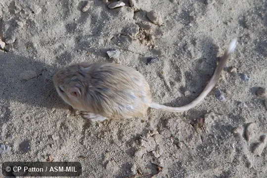 Dipodomys deserti deserti.  Juvenile.