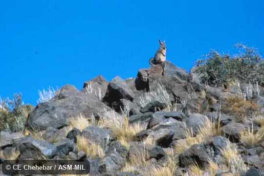 Sitting upright on boulder.  Also as Mountain Viscacha|Northern Mountain Viscacha|Southern Viscacha|Southern Mountain Viscacha.