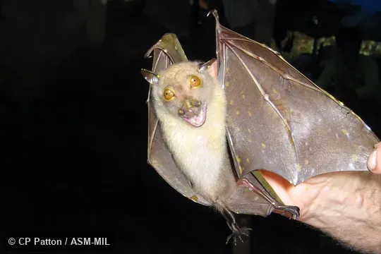 Also as Northern Tube-nosed Bat · Pallas's Tube-nosed Bat · Torresian Tube-nosed Bat.