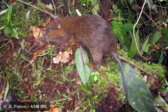Also as Reddish-furred Taeromys.