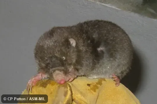 Also as Fossorial Tenrec · Hova Mole Tenrec · Hova Rice Tenrec.