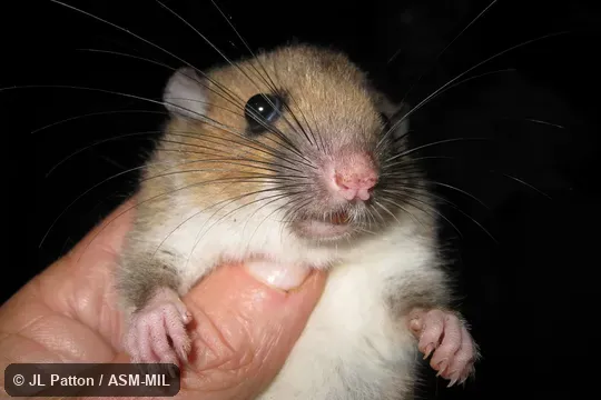 Also as White-tailed Antsangy.
