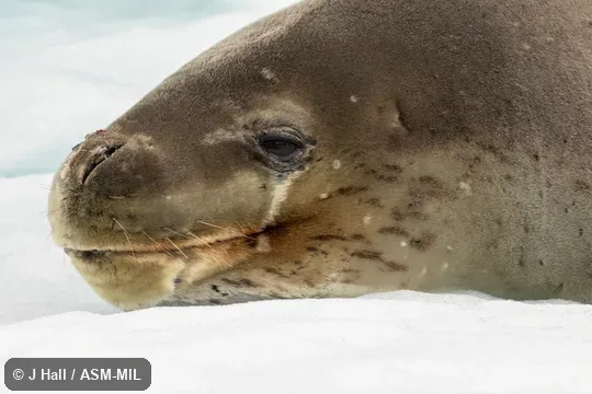 Also as Sea Leopard.