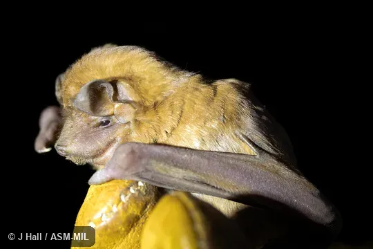 Formerly Molossus currentium currentium.  Also as Thomas's Free-tailed Bat · Corrientes Mastiff Bat.