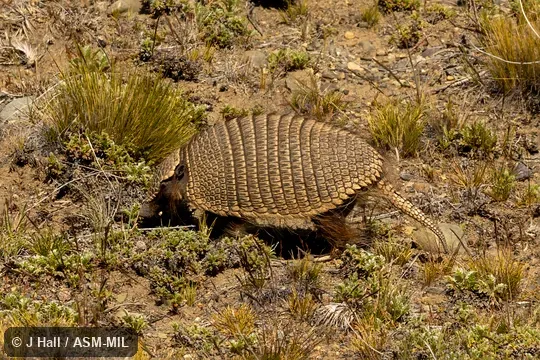 Also as Dwarf Armadillo.