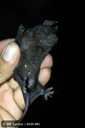 Molossus sinaloae sinaloae.  Also as Allen's Mastiff Bat · Sinaloan Free-tailed Bat · Trinidadian Free-tailed Bat.