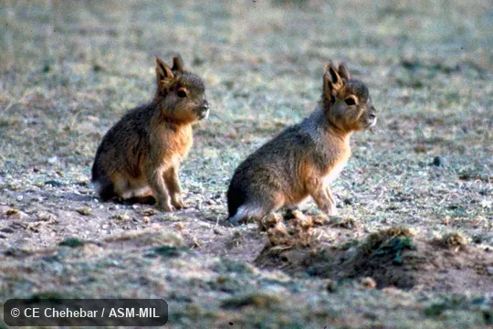 Two young.  Also as Mara, Patagonian Cavy, Patagonian Hare.