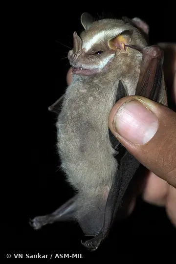 Formerly Chiroderma salvini scopaeum, Salvin's Big-eyed Bat.  Also as Dwarf Big-eyed Bat.