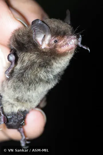 Formerly Myotis nigricans carteri, Black Myotis.