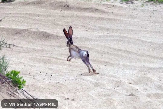 Formerly Lepus californicus altamirae, Black-tailed Jackrabbit.  Also as Alta Mira Jackrabbit.