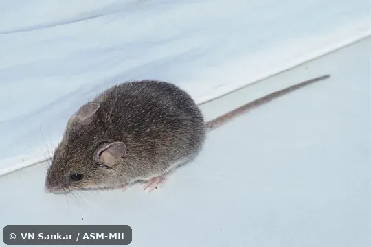 Formerly Baiomys musculus musculus, Southern Pygmy Mouse. Formerly Baiomys musculus musculus, Southern Pygmy Mouse.